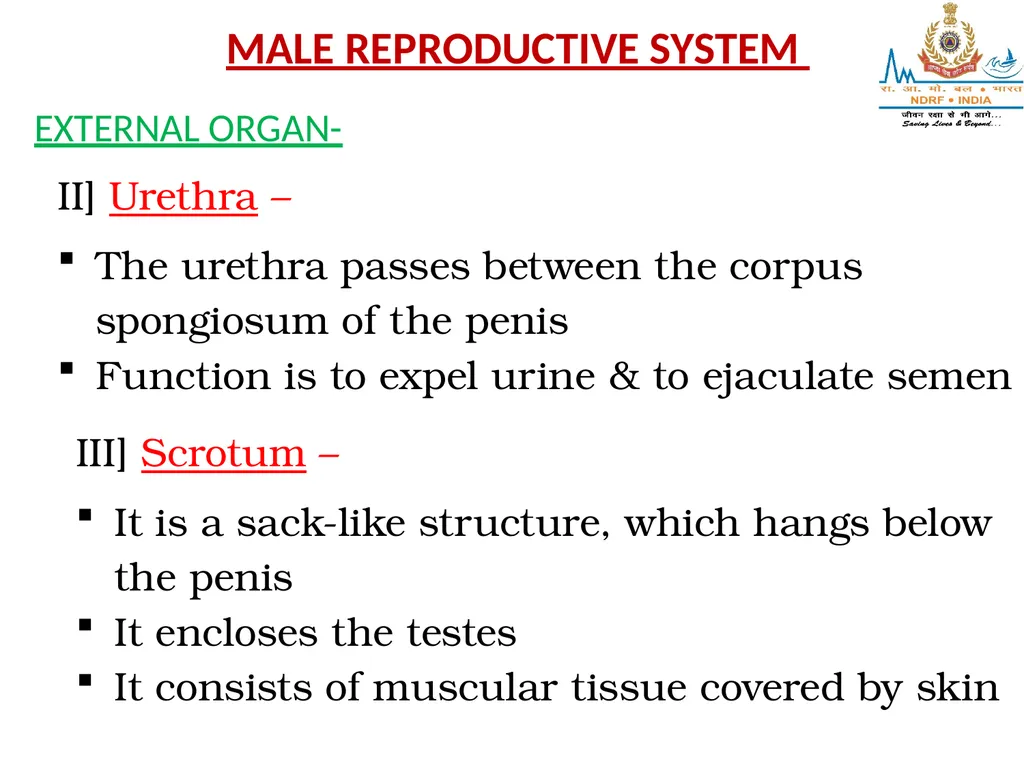 Lesson-6 REPRODUCTIVE STSTEM BY JITENDER YADAV - slide 18 of 24