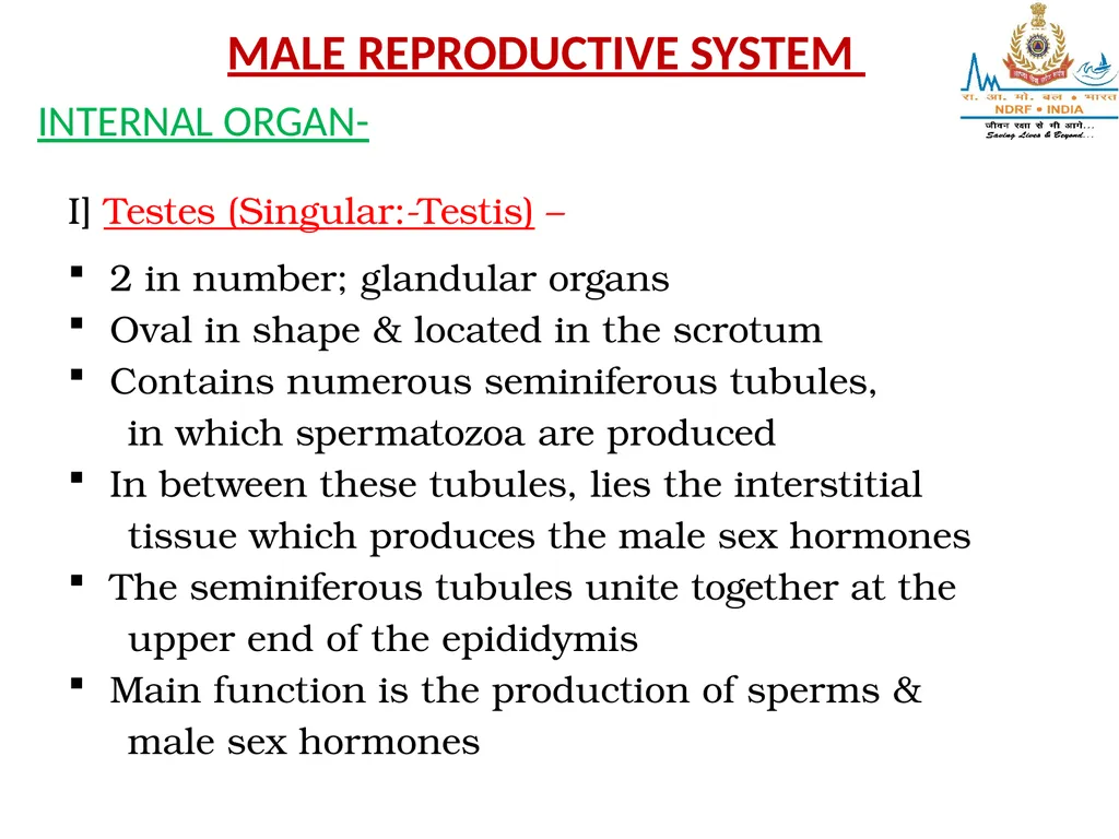 Lesson-6 REPRODUCTIVE STSTEM BY JITENDER YADAV - slide 20 of 24