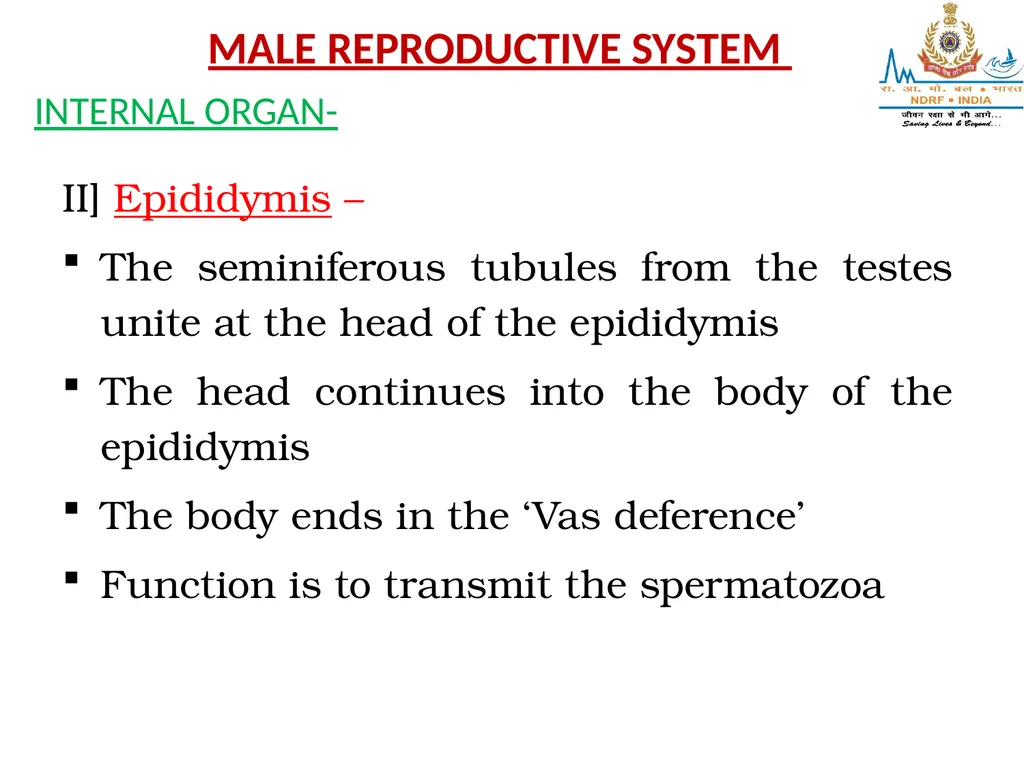Lesson-6 REPRODUCTIVE STSTEM BY JITENDER YADAV - slide 21 of 24