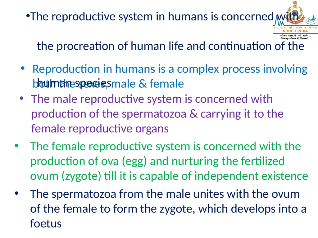 Lesson-6 REPRODUCTIVE STSTEM BY JITENDER YADAV - slide 5 of 24