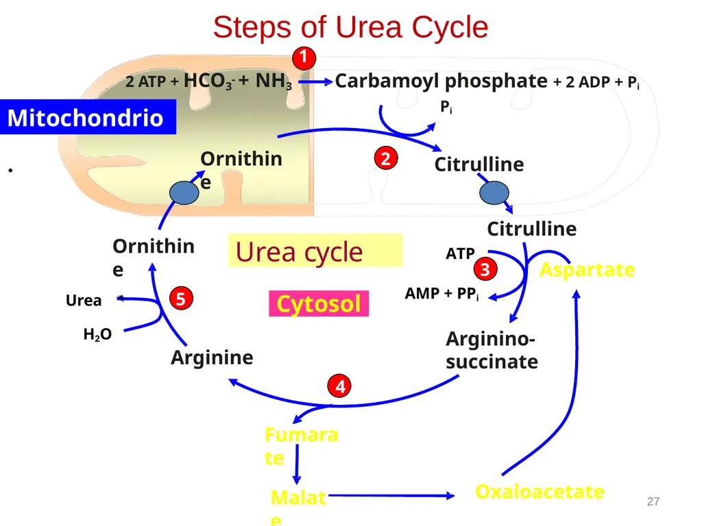 Protein metabolism and Urea cycle Digestion of - slide 35 of 39