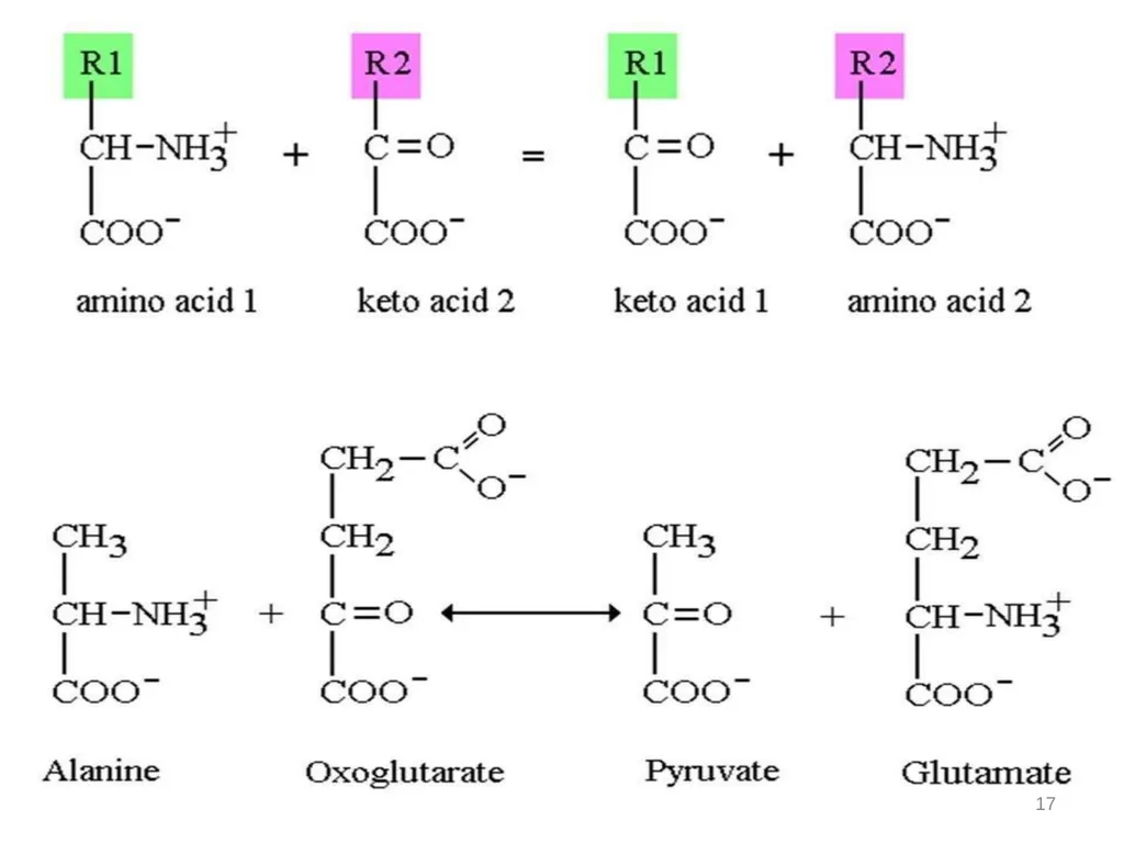 Protein metabolism and Urea cycle Digestion of - slide 17 of 39