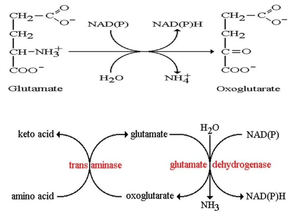 Protein metabolism and Urea cycle Digestion of - slide 25 of 39