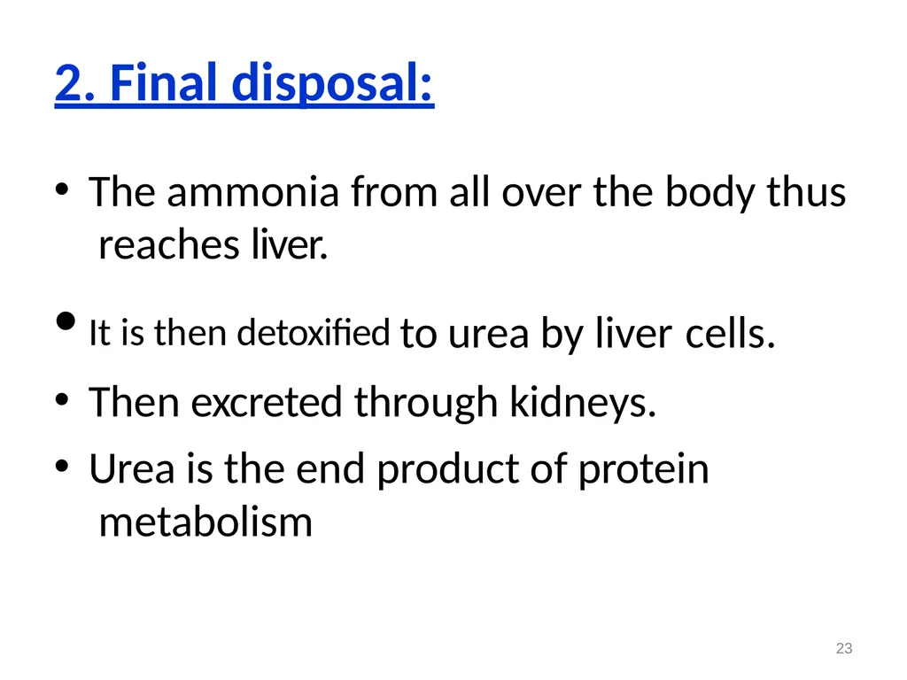 Protein metabolism and Urea cycle Digestion of - slide 30 of 39