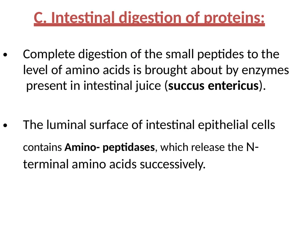 Protein metabolism and Urea cycle Digestion of - slide 10 of 39