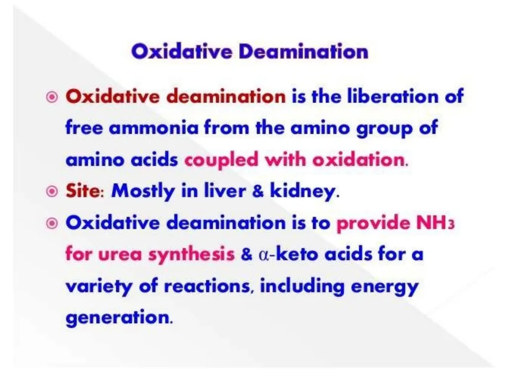Protein metabolism and Urea cycle Digestion of - slide 23 of 39