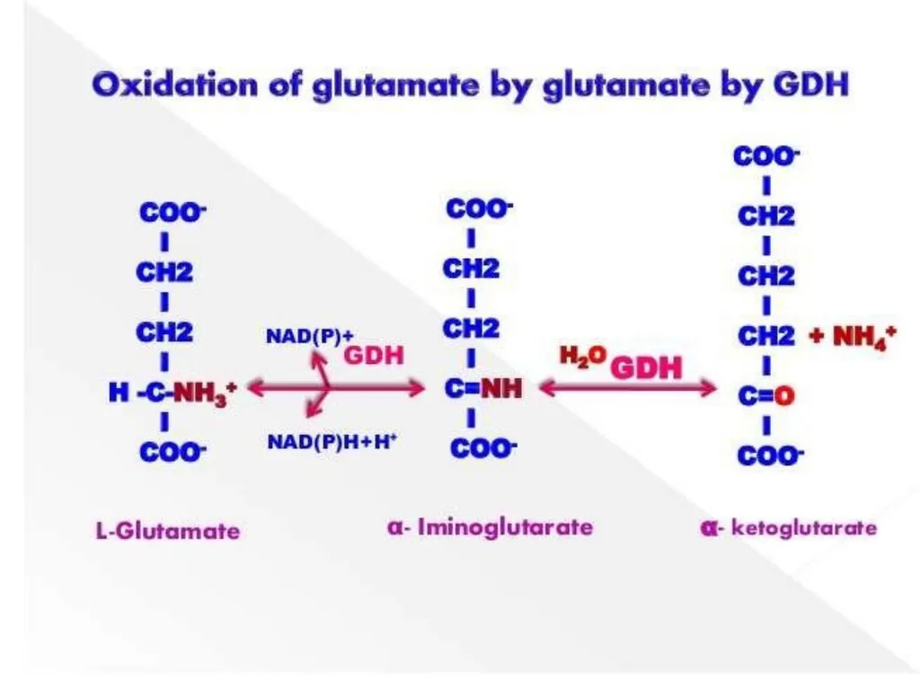 Protein metabolism and Urea cycle Digestion of - slide 24 of 39