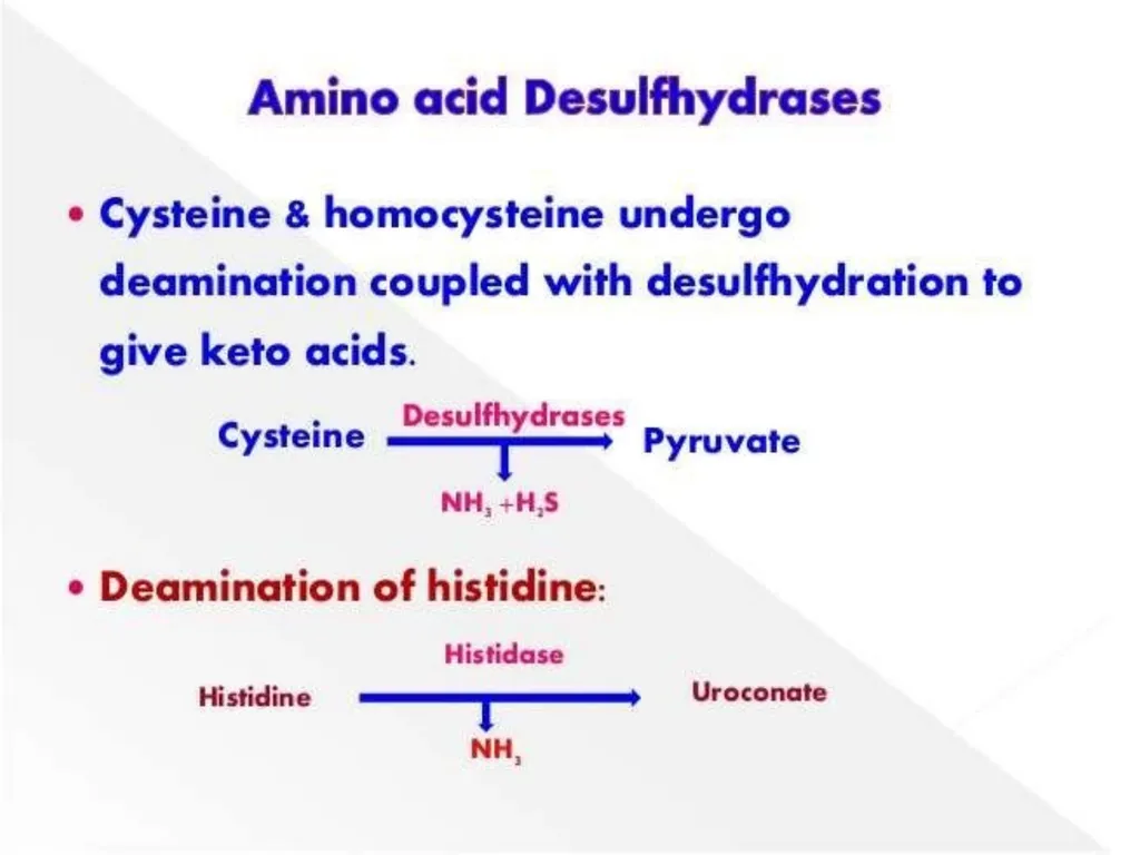 Protein metabolism and Urea cycle Digestion of - slide 27 of 39