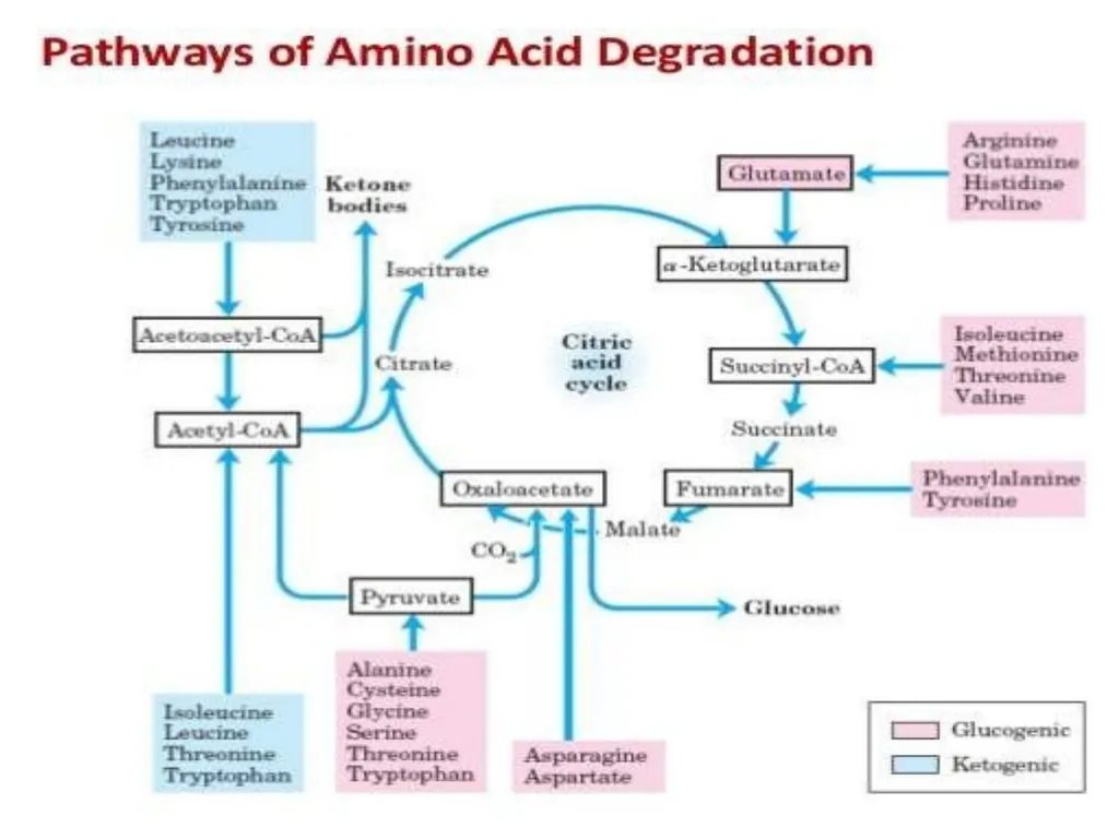 Protein metabolism and Urea cycle Digestion of - slide 28 of 39