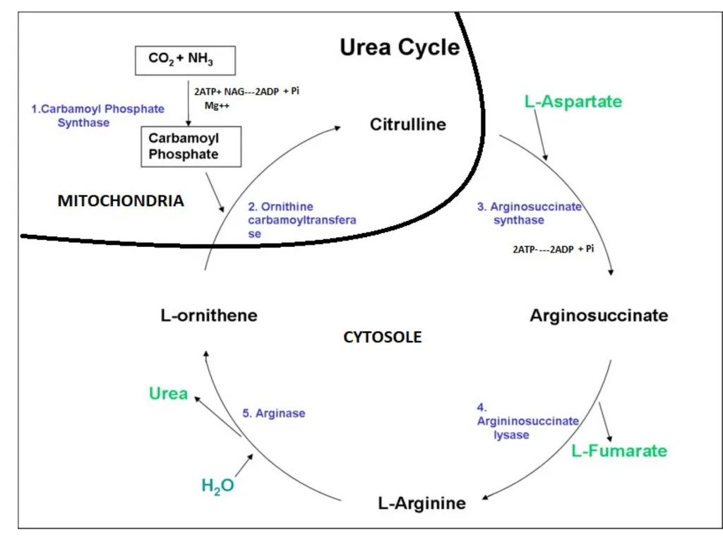 Protein metabolism and Urea cycle Digestion of - slide 34 of 39