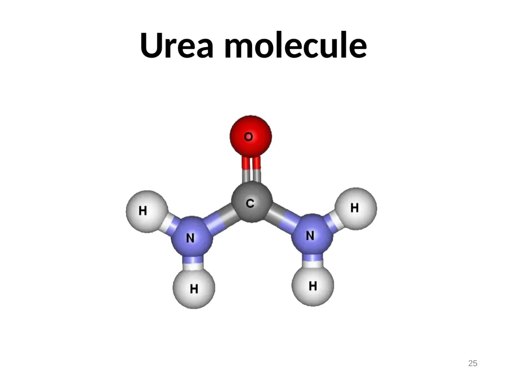 Protein metabolism and Urea cycle Digestion of - slide 32 of 39
