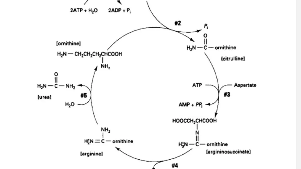 UREA cycle: Miss Farida Zai UREa cycle The urea - slide 10 of 11