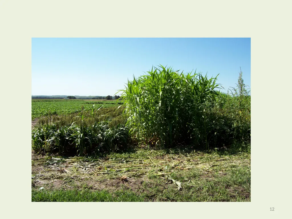 Seeding Rate Effects on Ethanol Production in Corn - slide 12 of 19