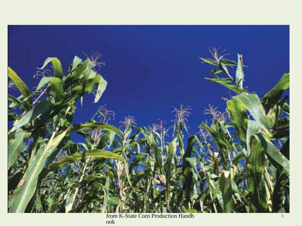 Seeding Rate Effects on Ethanol Production in Corn - slide 6 of 19