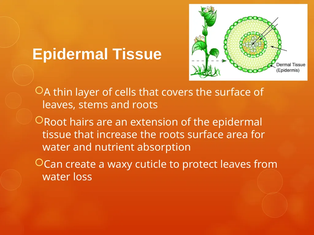 Plant Tissues Plant Tissues There are 3 types of - slide 5 of 13
