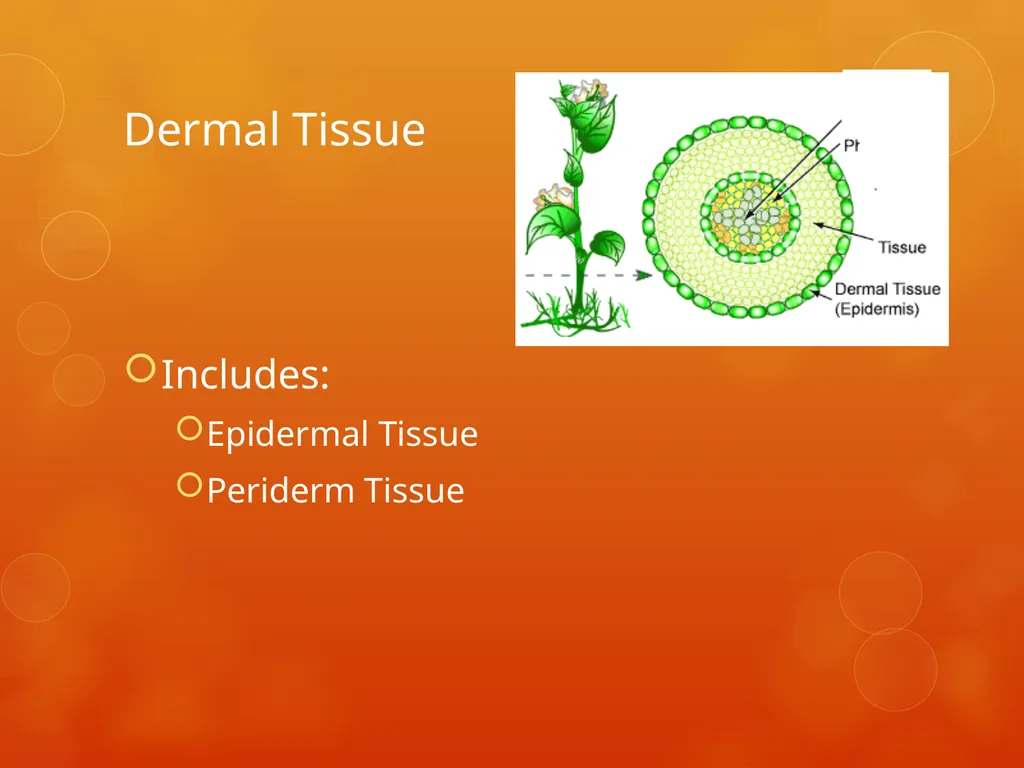 Plant Tissues Plant Tissues There are 3 types of - slide 4 of 13