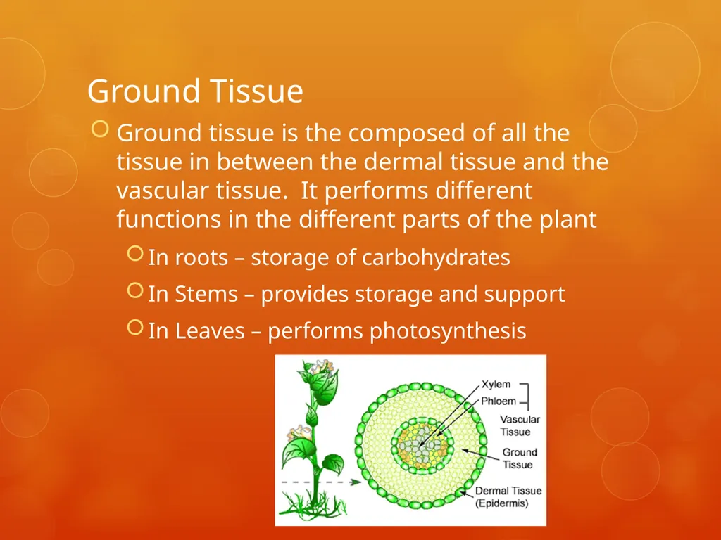 Plant Tissues Plant Tissues There are 3 types of - slide 13 of 13