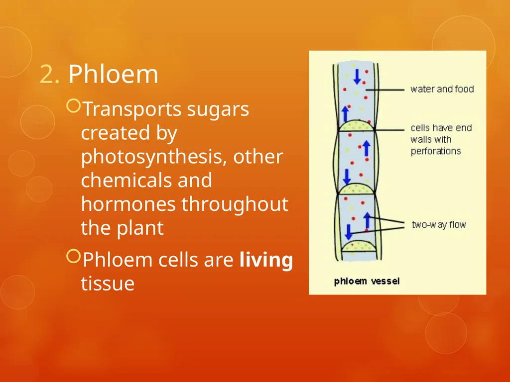 Plant Tissues Plant Tissues There are 3 types of - slide 11 of 13