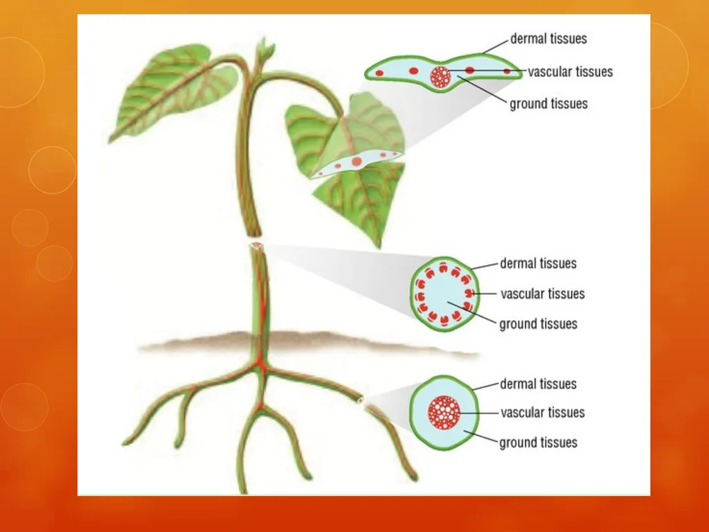 Plant Tissues Plant Tissues There are 3 types of - slide 3 of 13