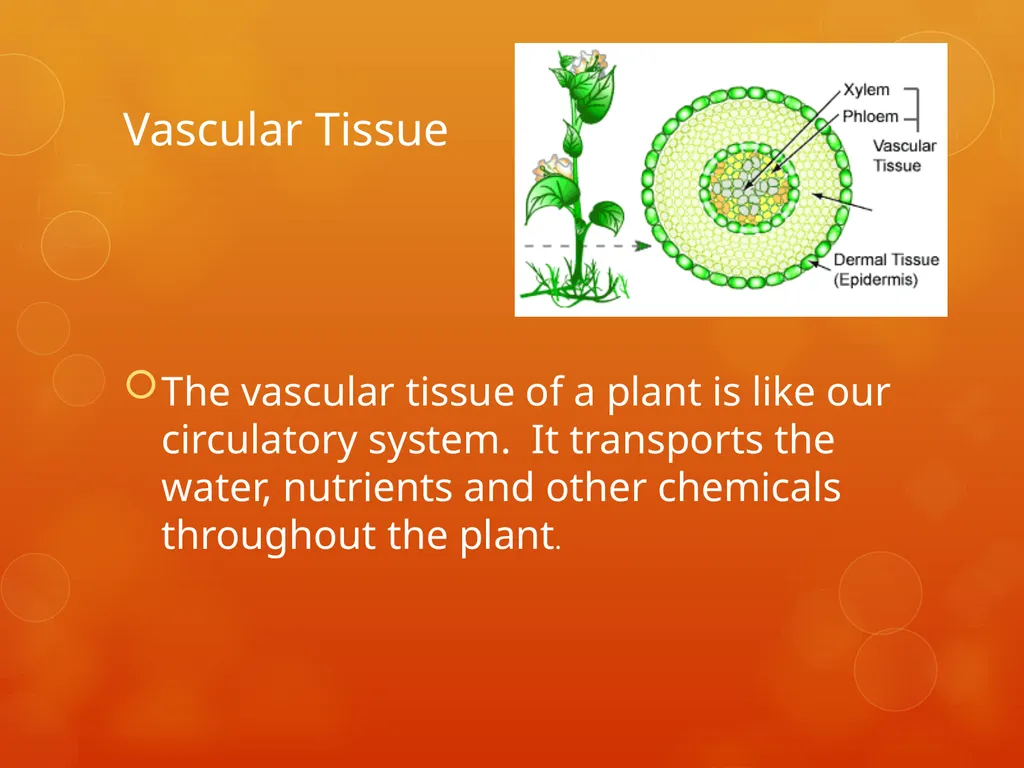 Plant Tissues Plant Tissues There are 3 types of - slide 8 of 13