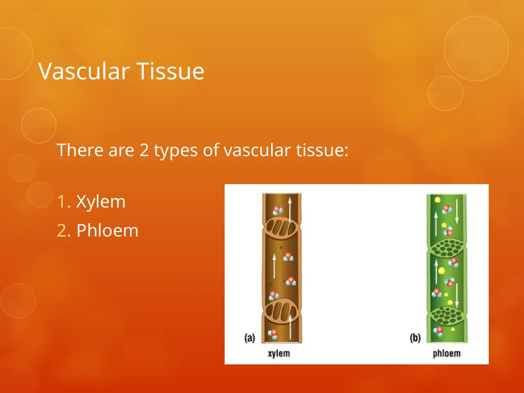 Plant Tissues Plant Tissues There are 3 types of - slide 9 of 13