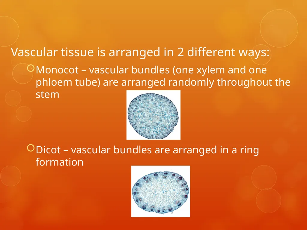 Plant Tissues Plant Tissues There are 3 types of - slide 12 of 13