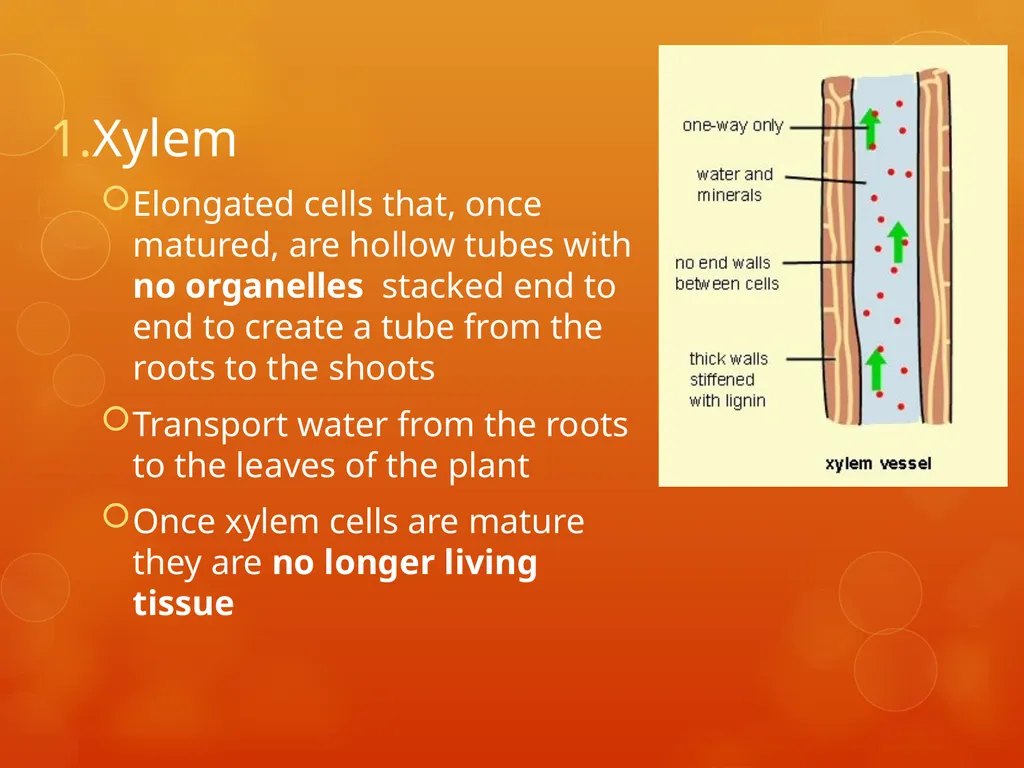 Plant Tissues Plant Tissues There are 3 types of - slide 10 of 13