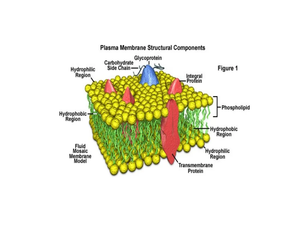 Chapter 5 Outline and Terms Membrane Models Have - slide 21 of 22