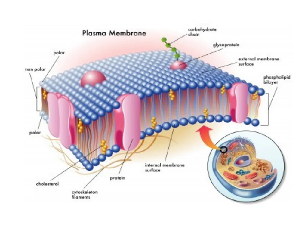 Chapter 5 Outline and Terms Membrane Models Have - slide 5 of 22