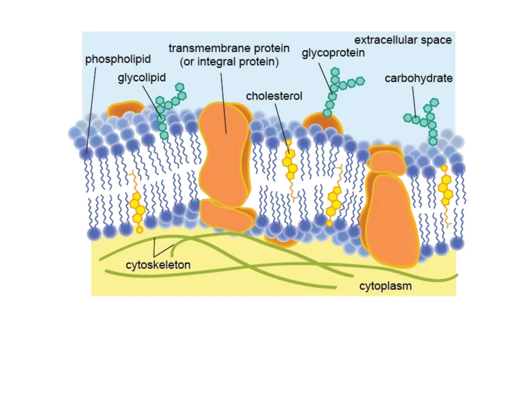Chapter 5 Outline and Terms Membrane Models Have - slide 7 of 22