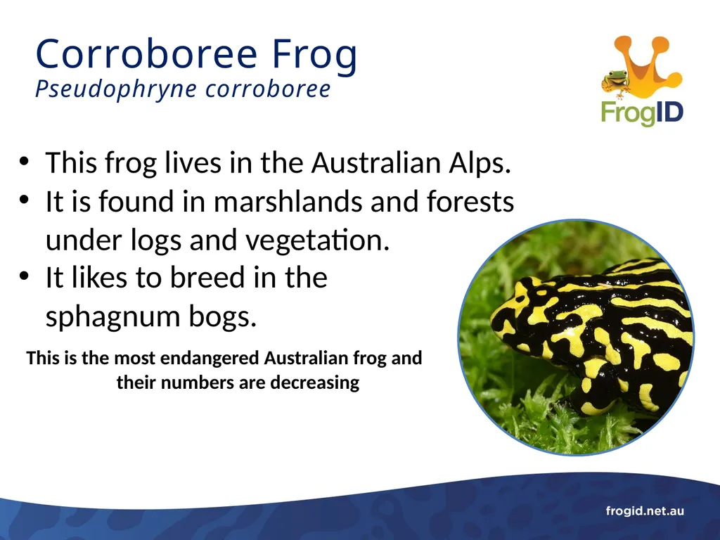 What are Frogs? What are Frogs? Frogs are - slide 9 of 11