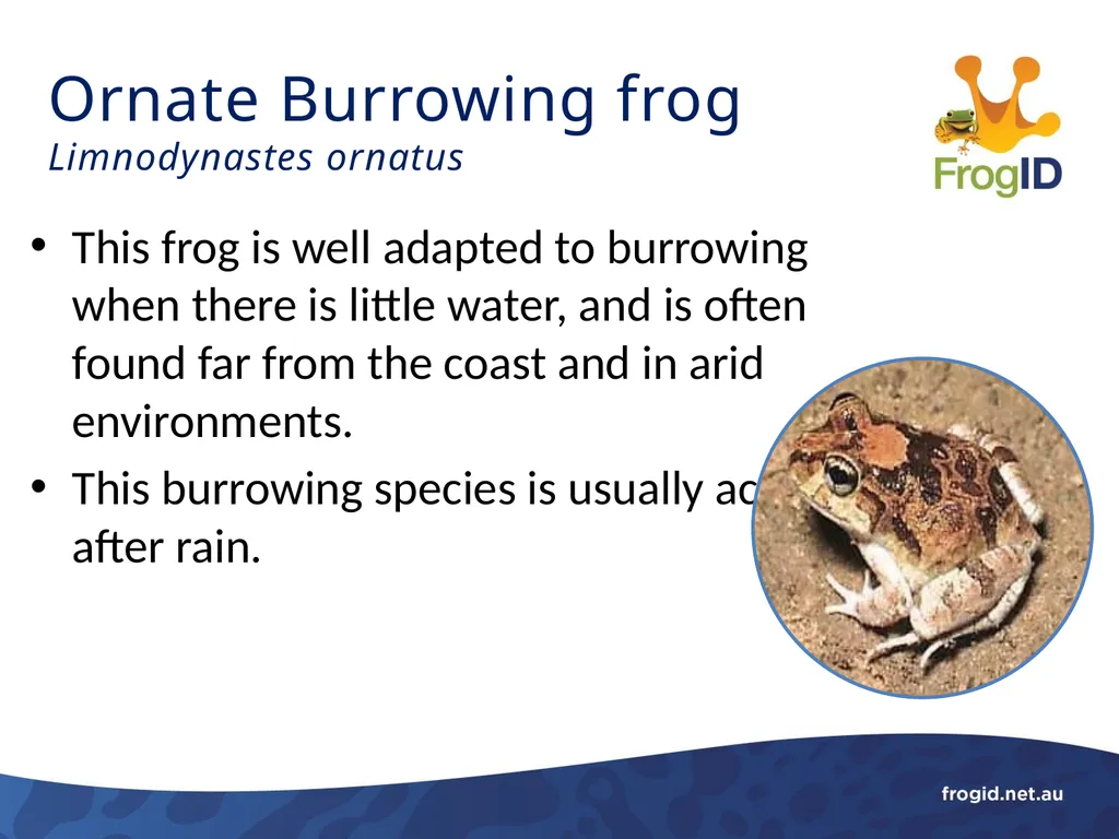 What are Frogs? What are Frogs? Frogs are - slide 8 of 11