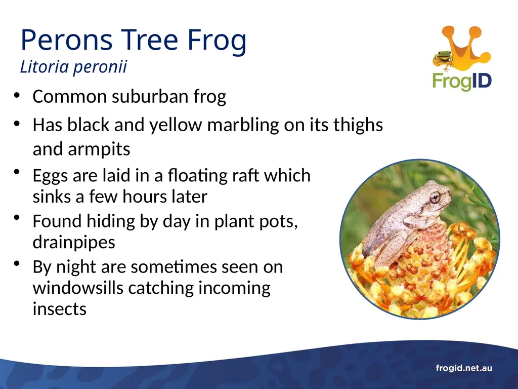 What are Frogs? What are Frogs? Frogs are - slide 10 of 11