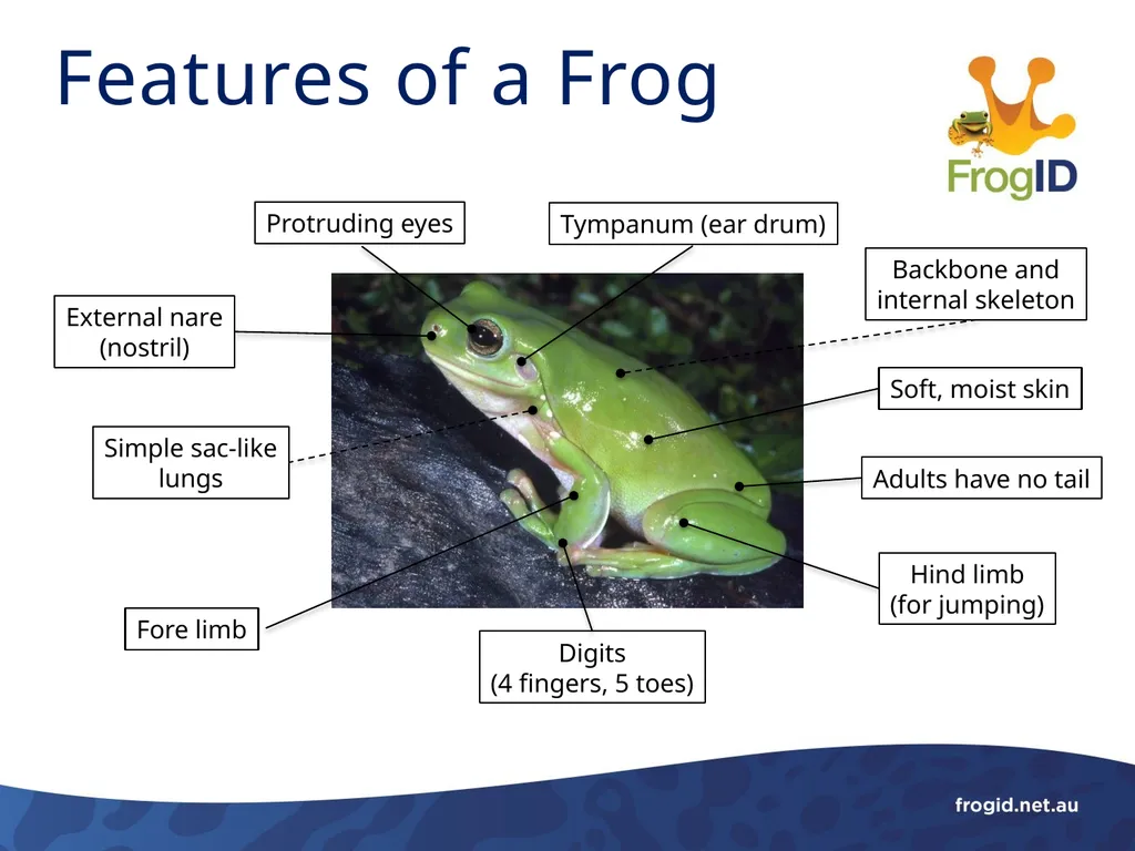 What are Frogs? What are Frogs? Frogs are - slide 3 of 11