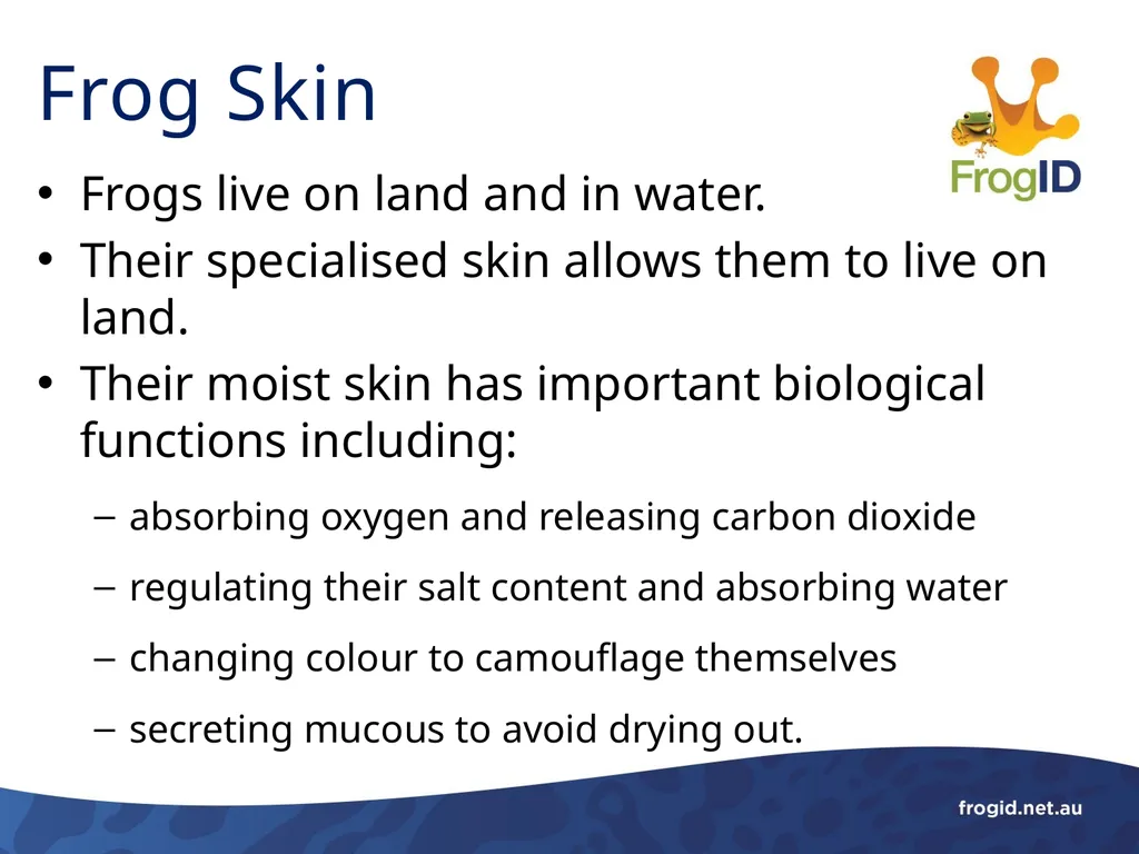 What are Frogs? What are Frogs? Frogs are - slide 4 of 11