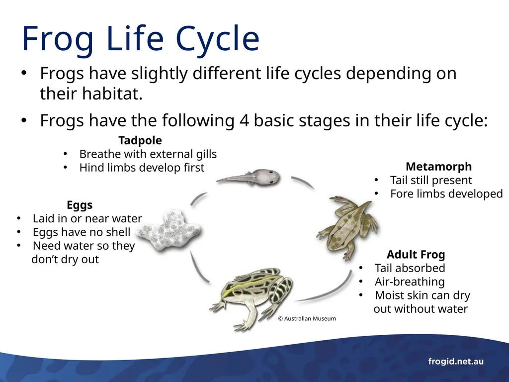 What are Frogs? What are Frogs? Frogs are - slide 5 of 11