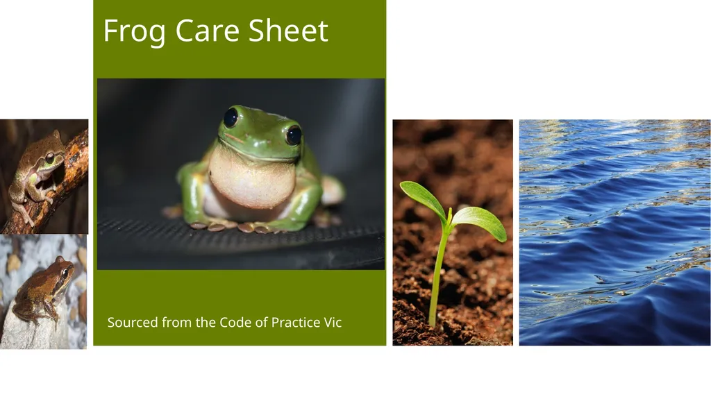 Frog Care Sheet Sourced from the Code of Practice
