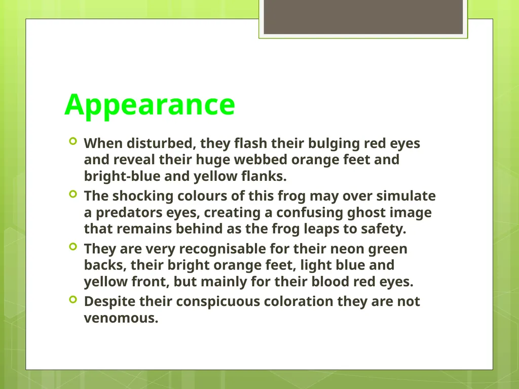 Red Eyed Tree Frog By Christopher & Matthew - slide 4 of 8