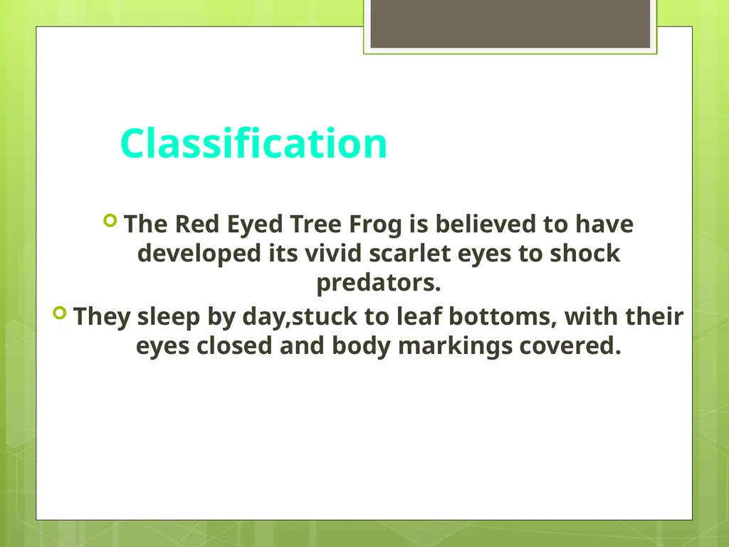 Red Eyed Tree Frog By Christopher & Matthew - slide 2 of 8