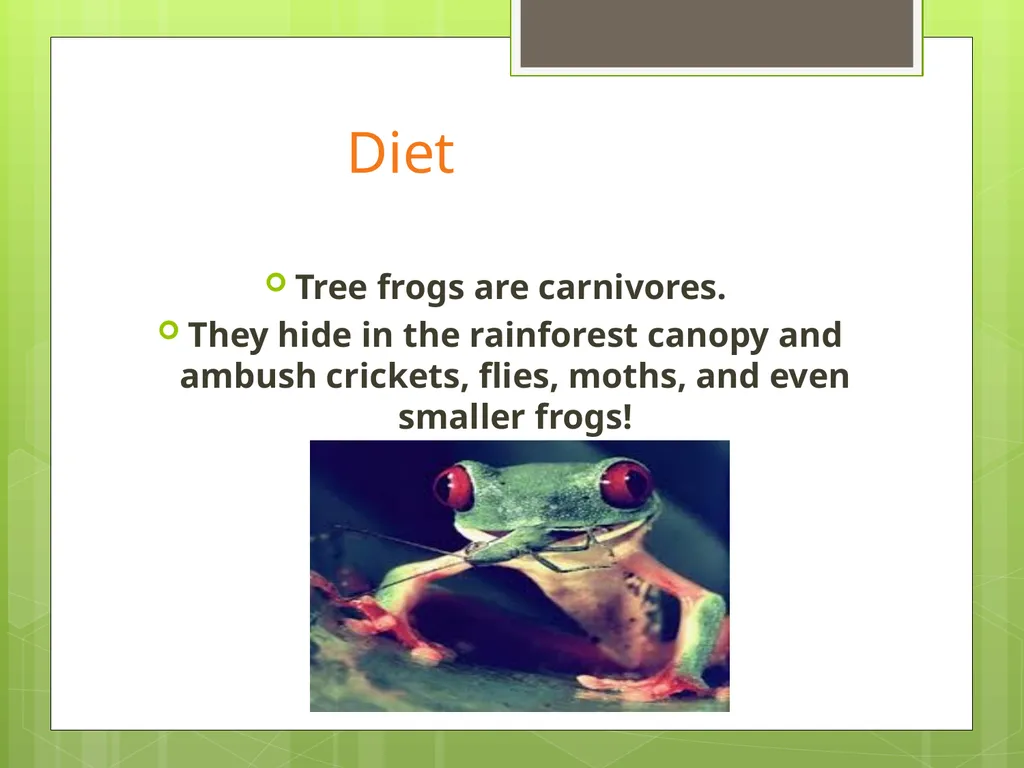 Red Eyed Tree Frog By Christopher & Matthew - slide 5 of 8