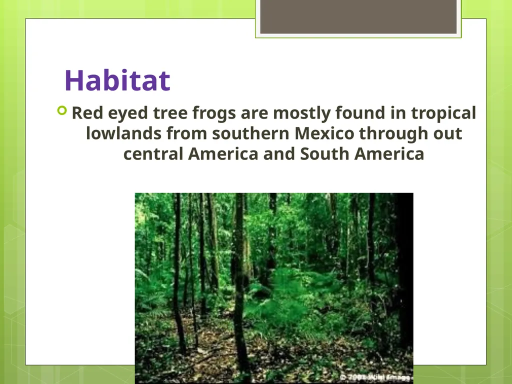 Red Eyed Tree Frog By Christopher & Matthew - slide 3 of 8