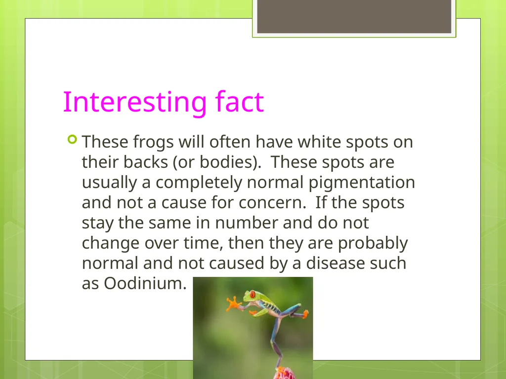 Red Eyed Tree Frog By Christopher & Matthew - slide 8 of 8