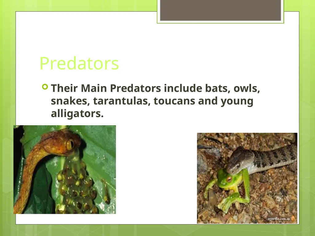 Red Eyed Tree Frog By Christopher & Matthew - slide 6 of 8