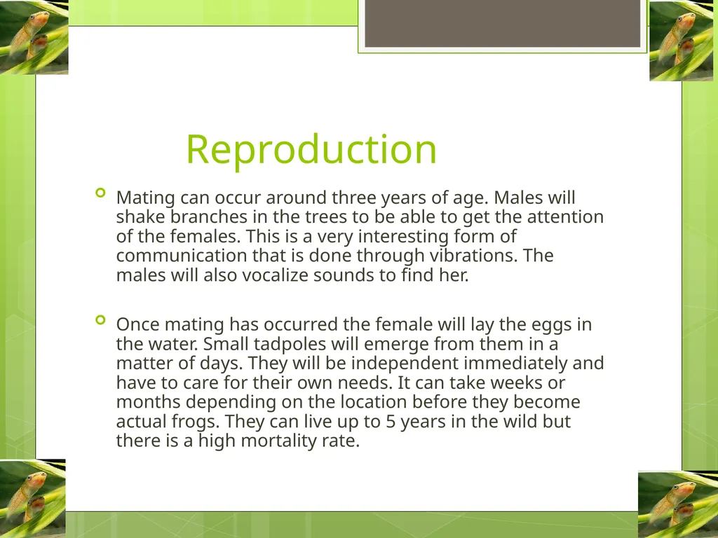 Red Eyed Tree Frog By Christopher & Matthew - slide 7 of 8
