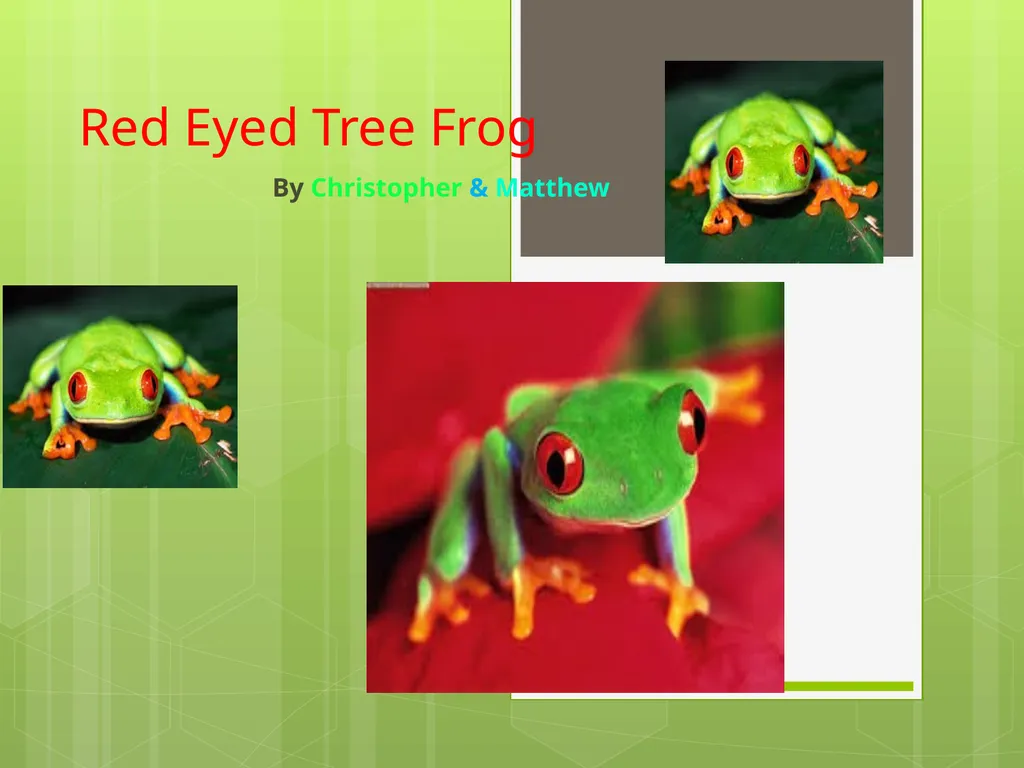 Red Eyed Tree Frog By Christopher & Matthew