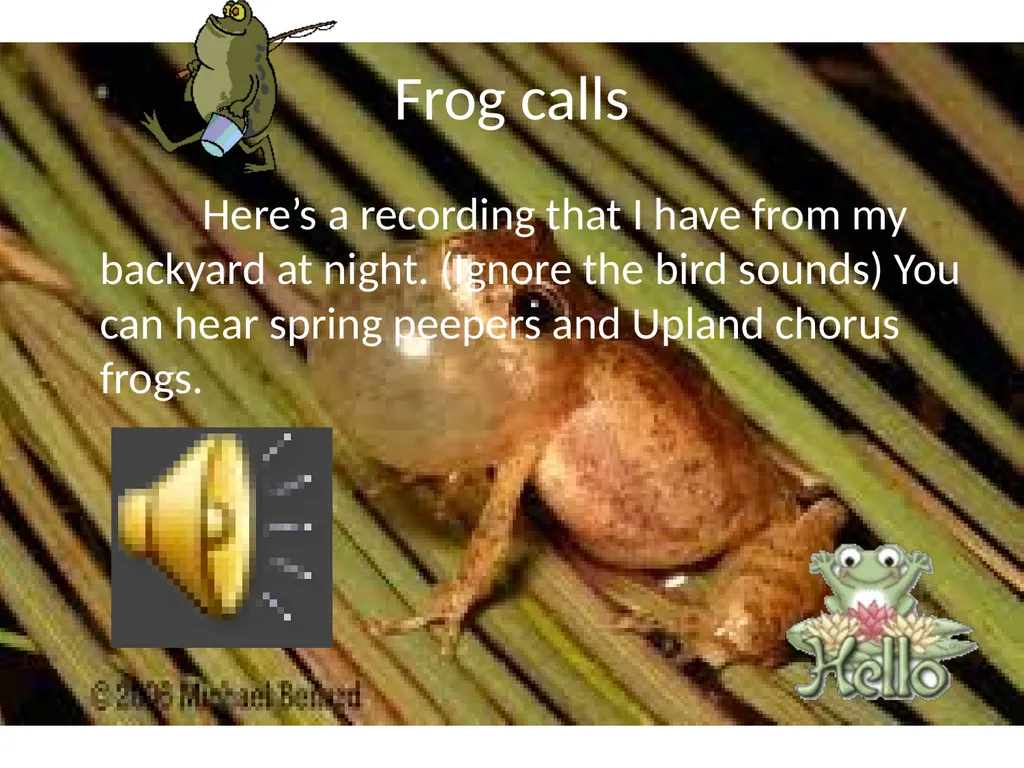 Frogs? By: Kayla B. Pd.2 Ms. Miller Why are frogs - slide 5 of 6