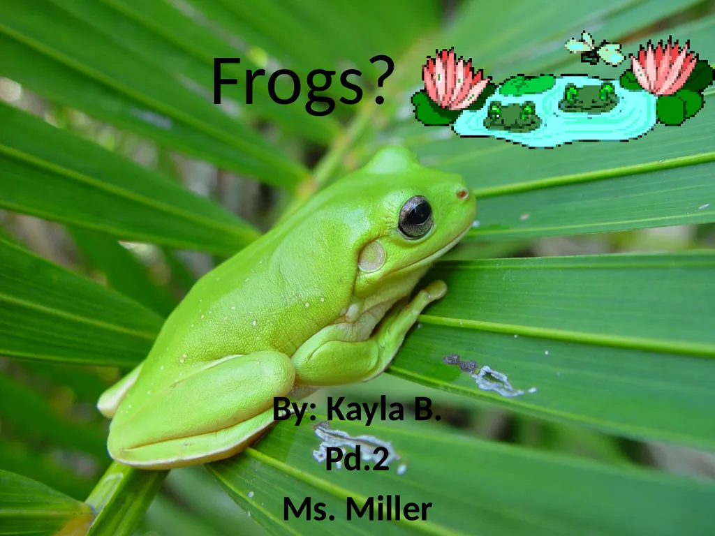 Frogs? By: Kayla B. Pd.2 Ms. Miller Why are frogs - slide 1 of 6