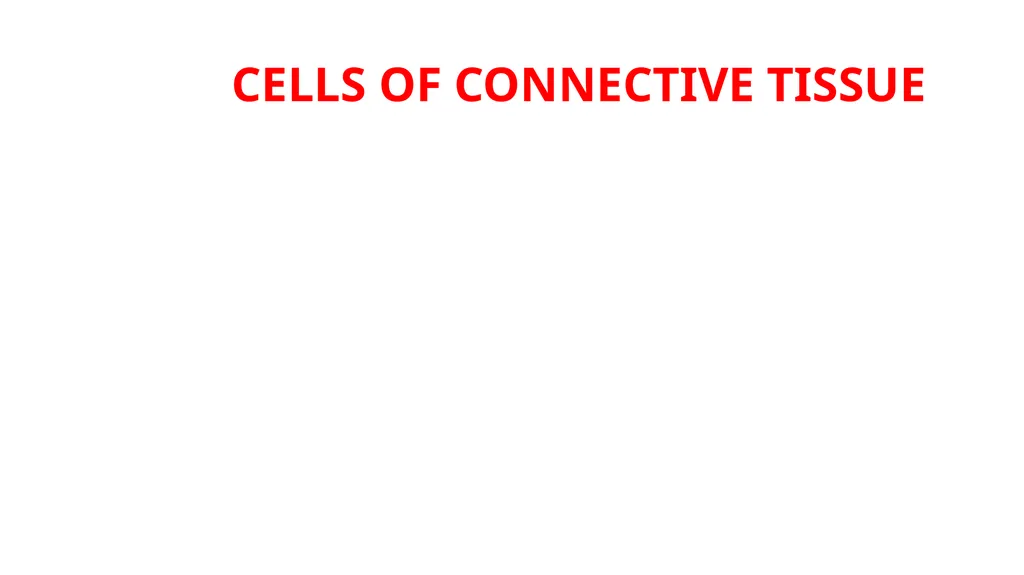 CONNECTIVE TISSUE CONNECTIVE TISSUE SUPPORTS OTHER - slide 8 of 17