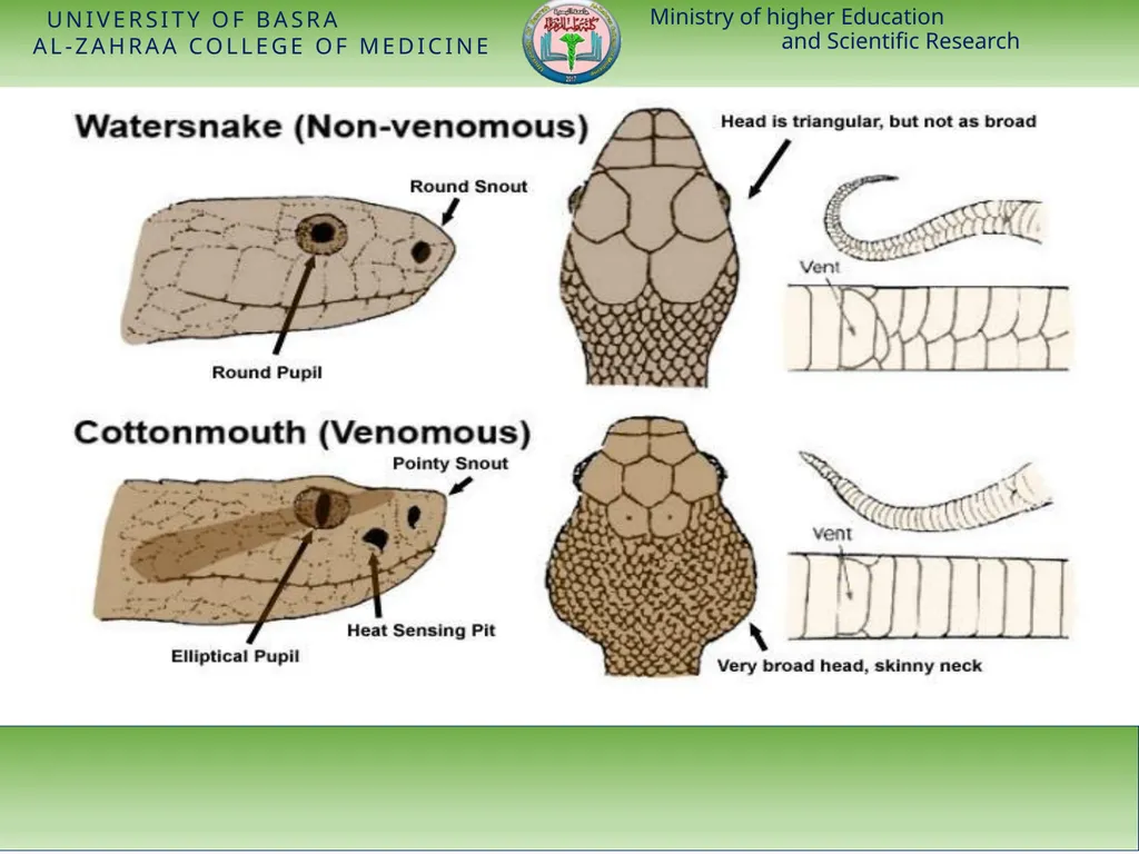 Ministry of higher Education and Scientific - slide 16 of 28