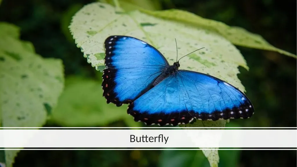 Rainforest Animals Squirrel Butterfly Snake Fish - slide 3 of 30